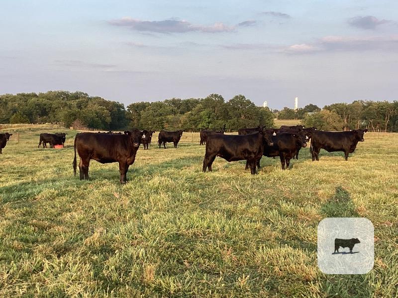 Cattle Range Listing Photo