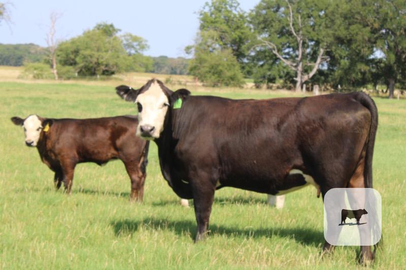 Cattle Range Listing Photo