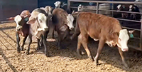 75 Braford/Tigerstripe Rep. Heifers... N. Central TX