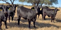 82 Brangus Bred Heifers... N. Central TX