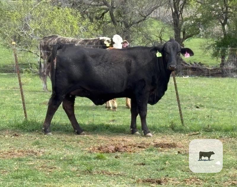 Cattle Range Listing Photo