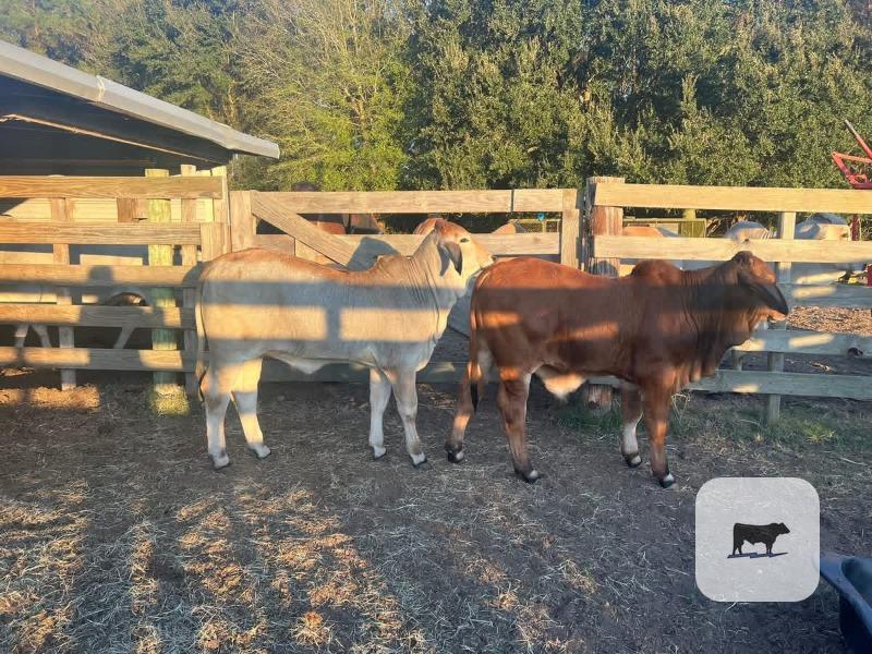 Cattle Range Listing Photo