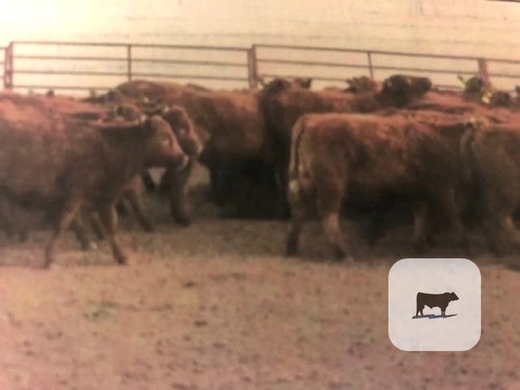 Cattle Range Listing Photo