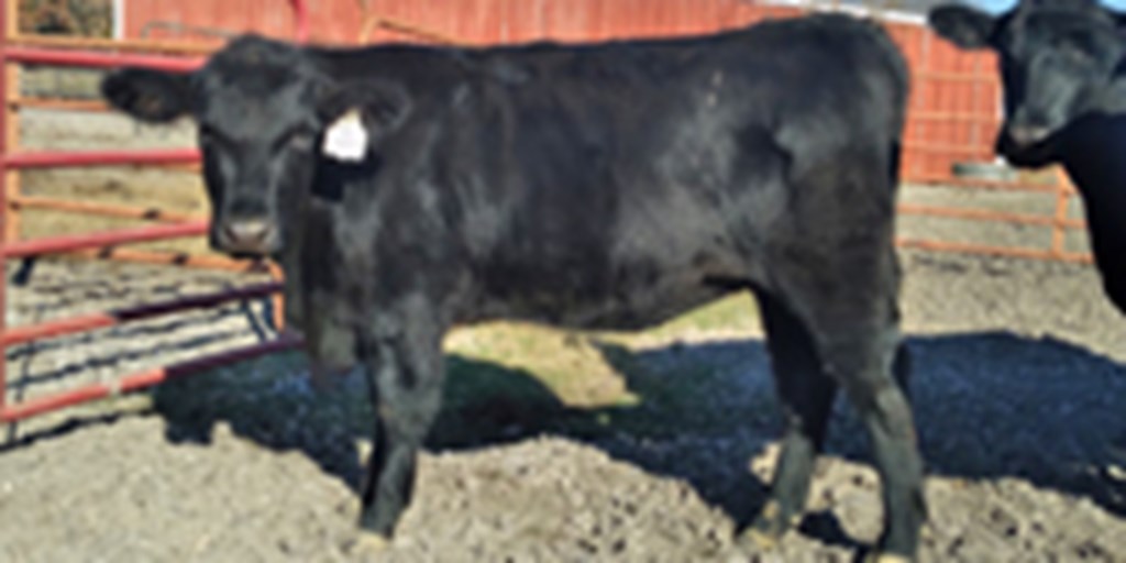 4 Reg. Angus Rep. Heifers... Northwest AR