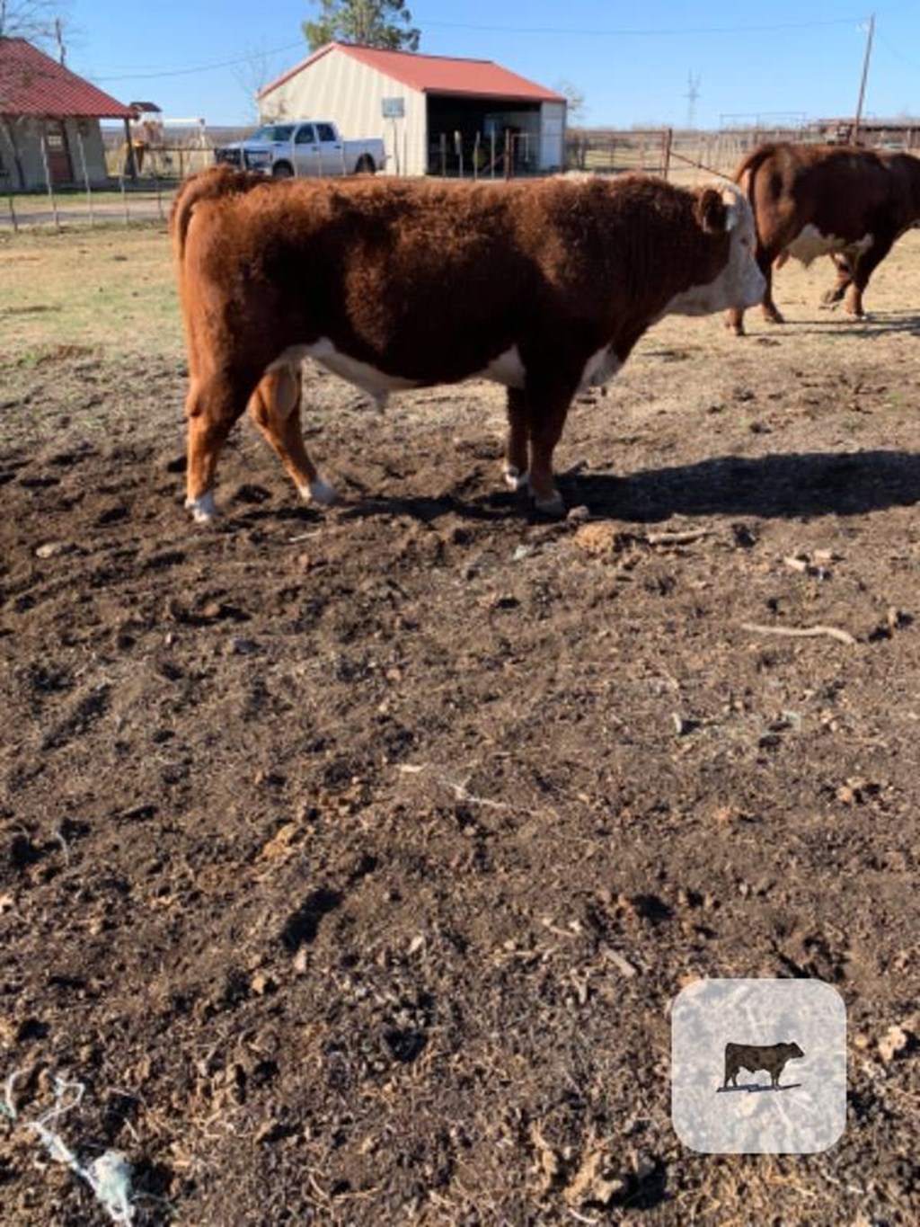 Cattle Range Listing Photo