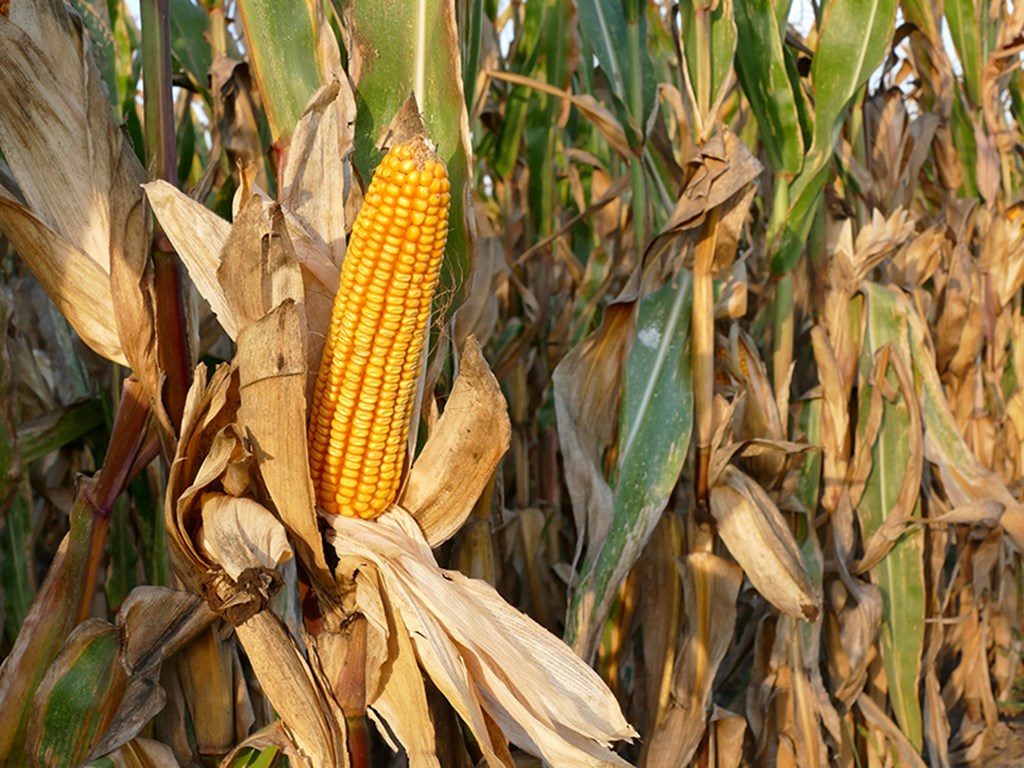 Prospective Corn Plantings from Cattle Feeders' Perspective