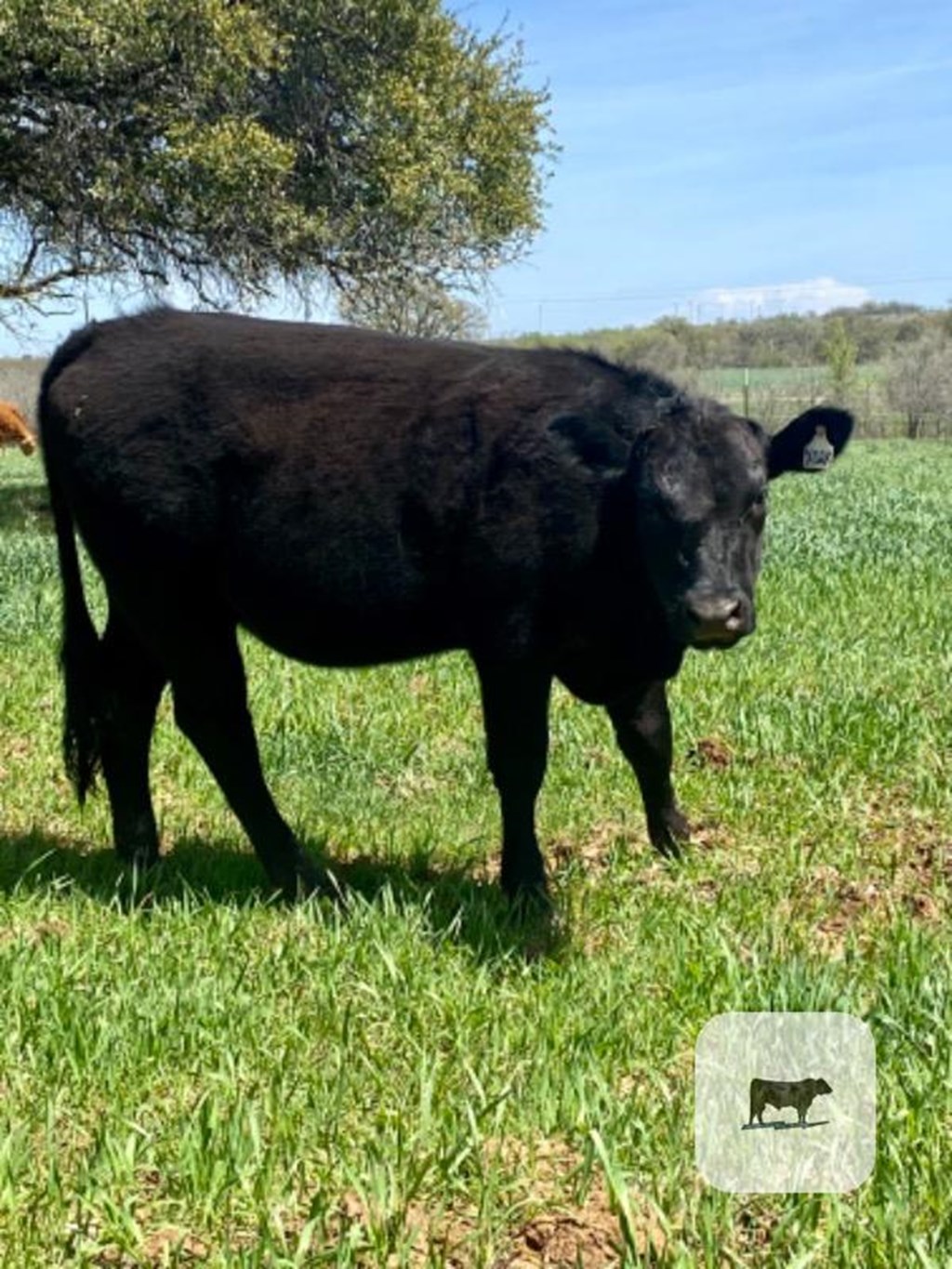 Cattle Range Listing Photo