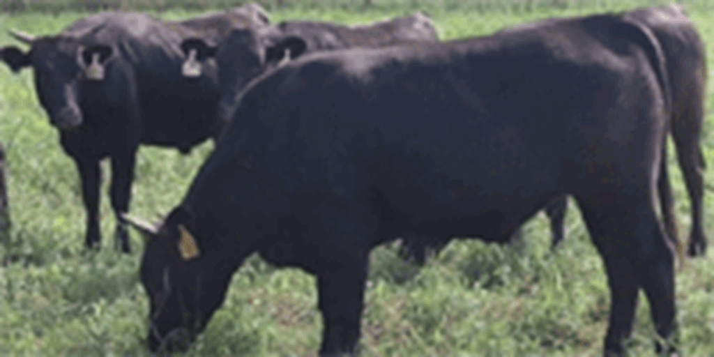 20 Wagyu Feeder Steers... Central TX