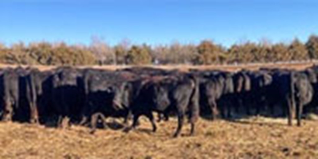 174 SimAngus Pairs... N. Central KS