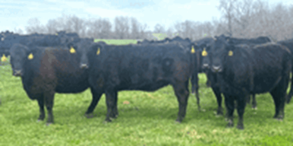 200	Angus & BWF Cows... Southwest MO