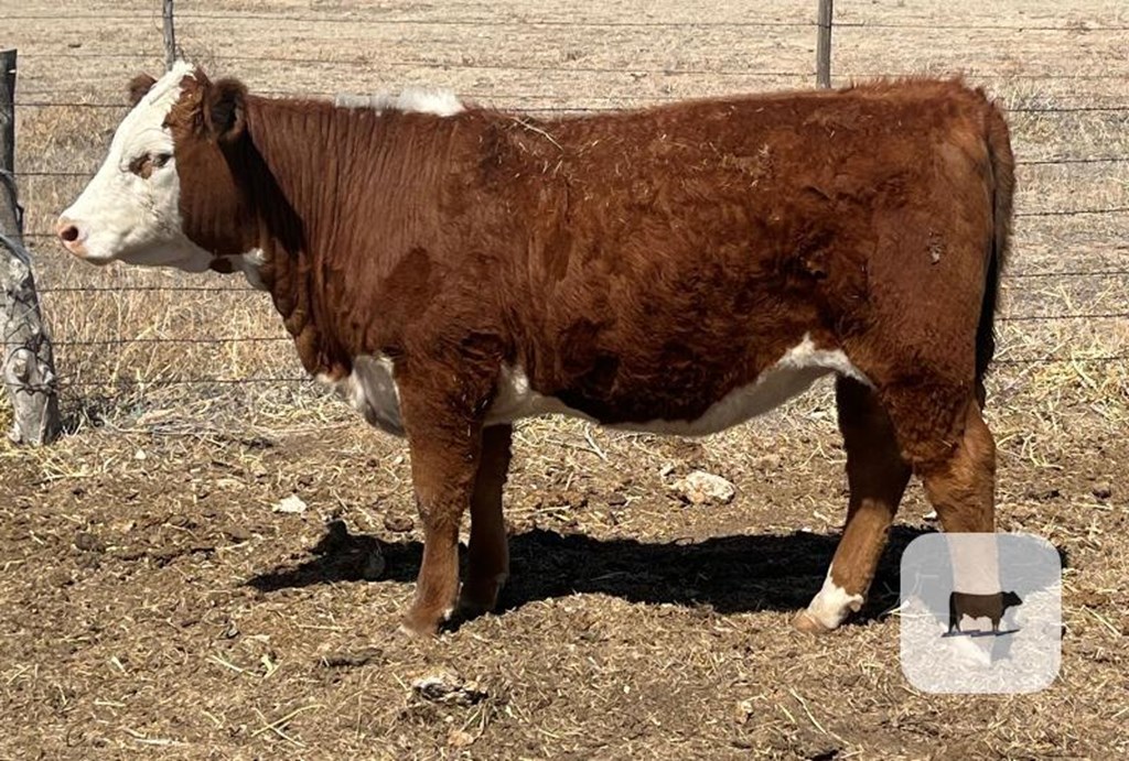 Cattle Range Listing Photo