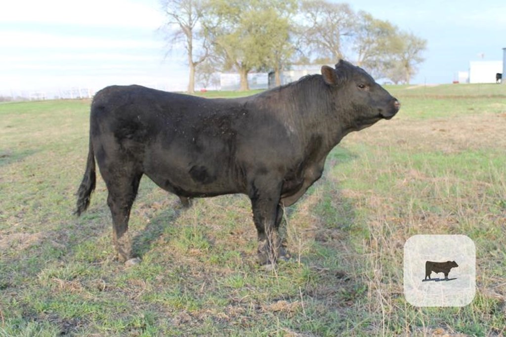 Cattle Range Listing Photo
