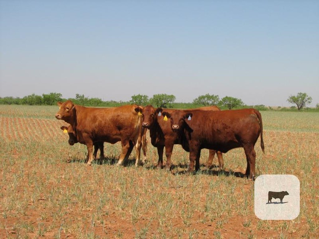 Cattle Range Listing Photo