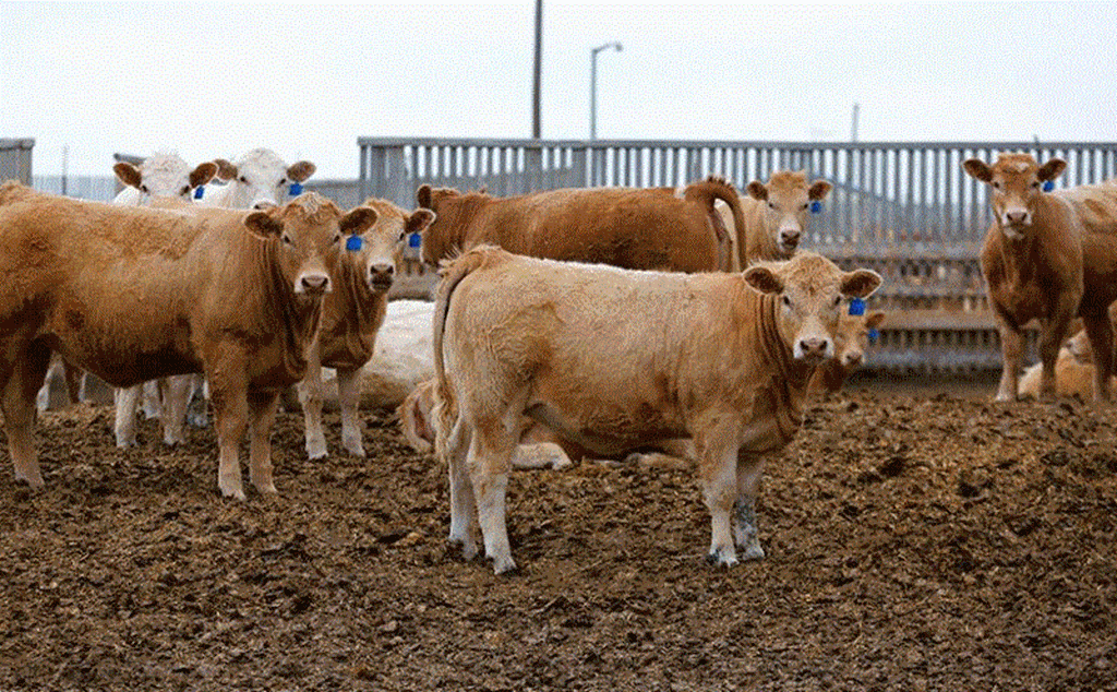 Cattle Markets: 2022 and Beyond