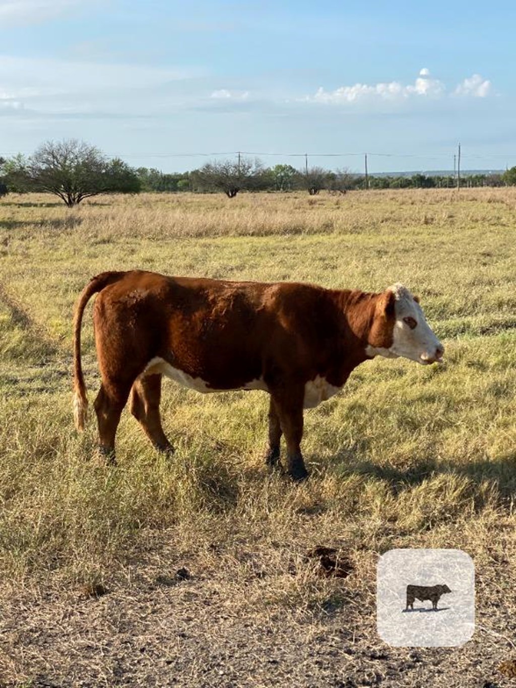 Cattle Range Listing Photo