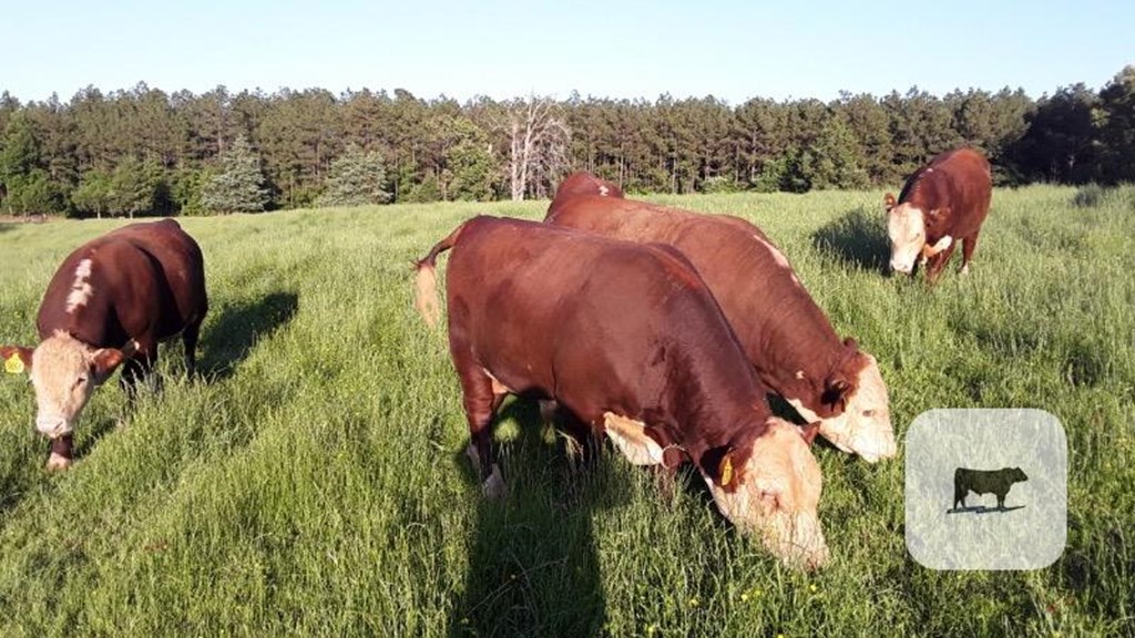 Cattle Range Listing Photo