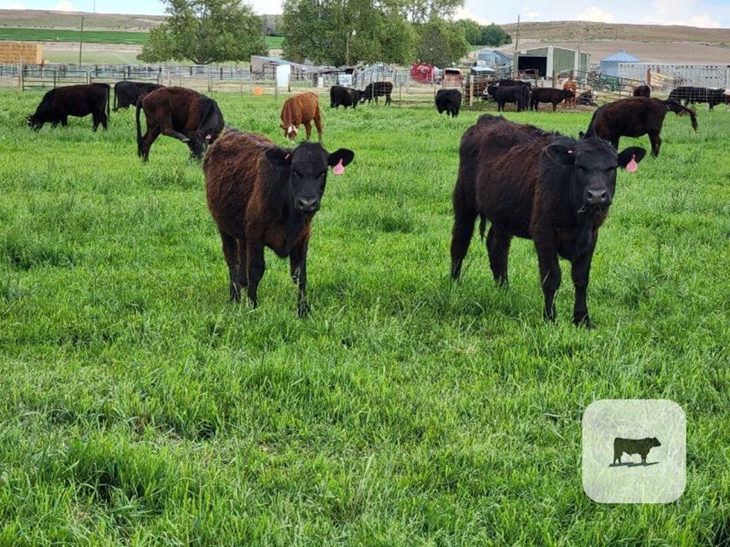 Cattle Range Listing Photo