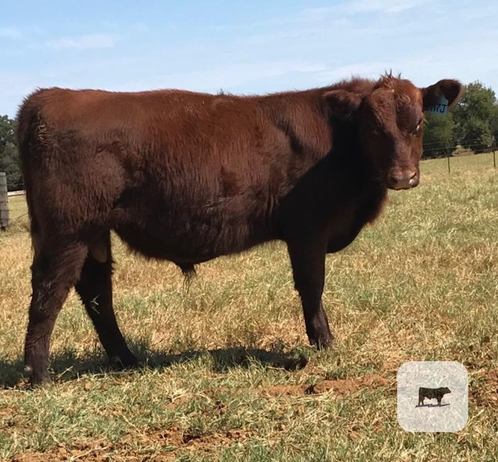 Cattle Range Listing Photo