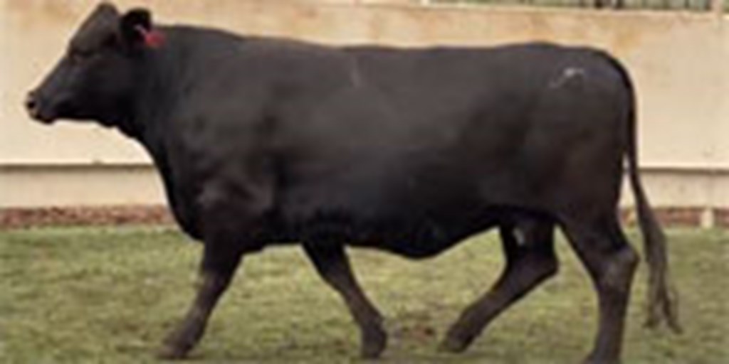 1 Bred Recipient Cow w/ Reg. Beefmaster Heifer Calf Pregnancy... Central TX