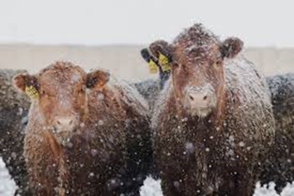 January Cattle Market Challenges