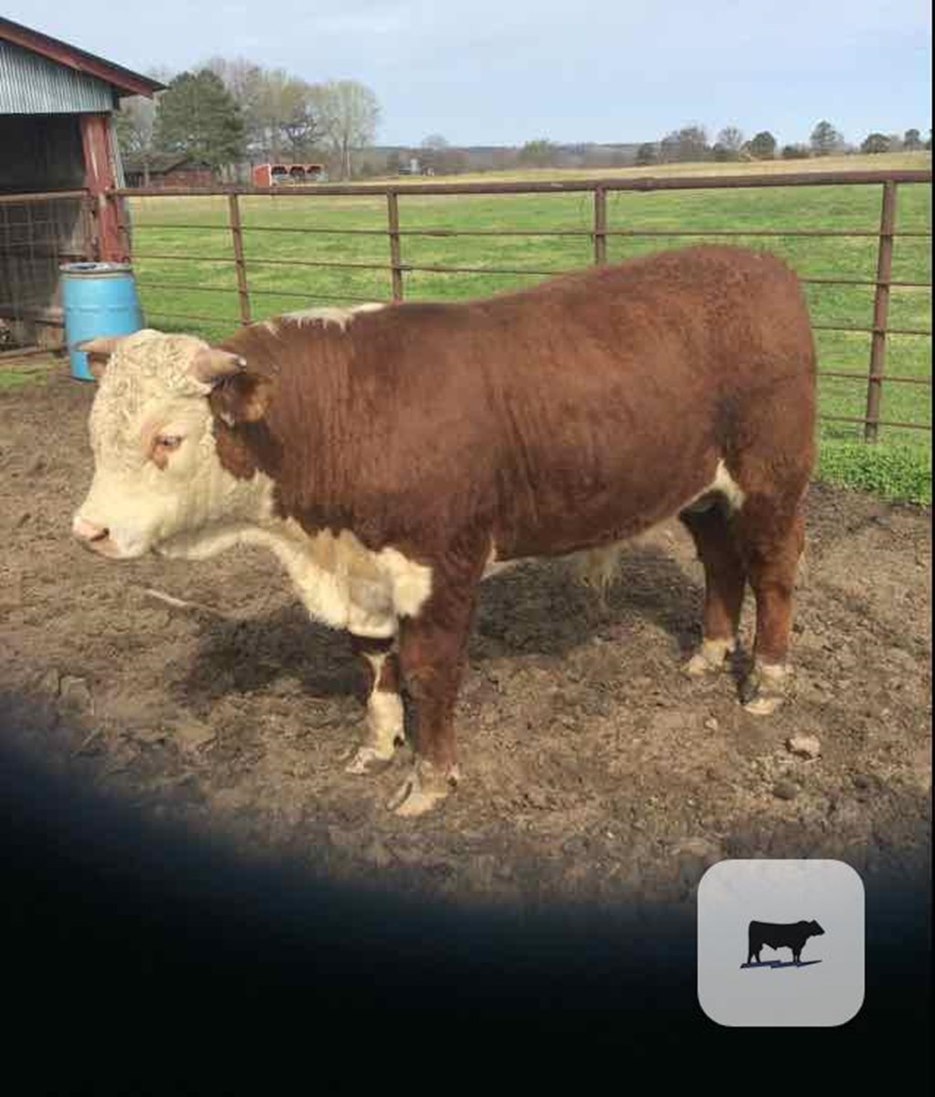 Cattle Range Listing Photo