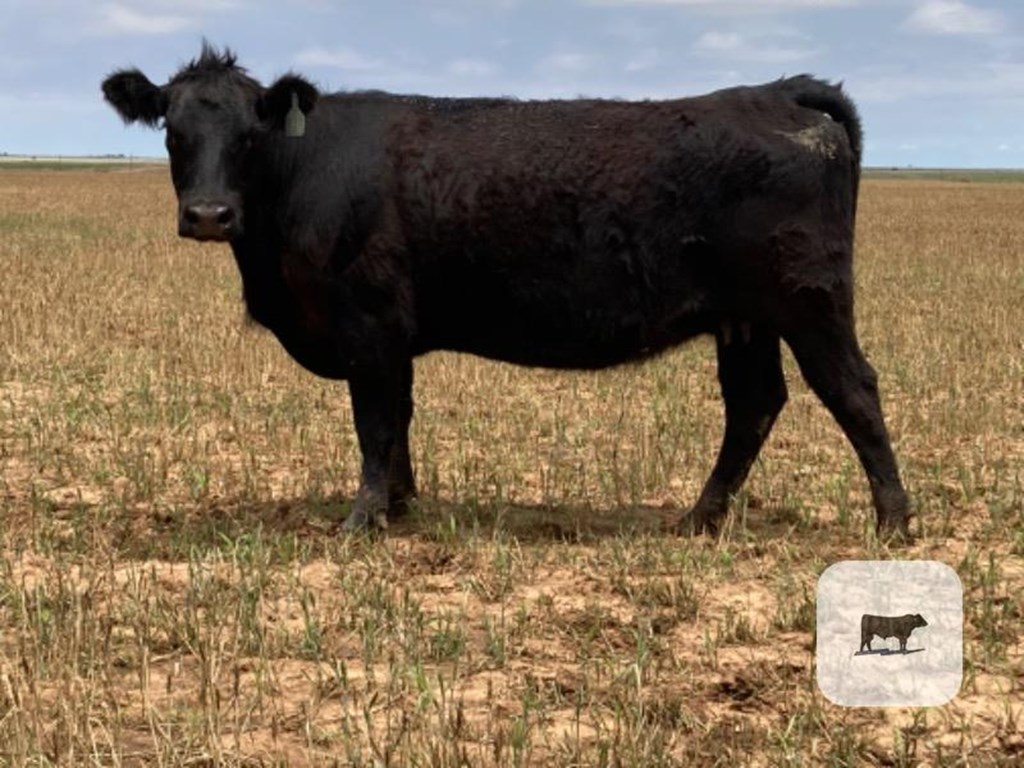 Cattle Range Listing Photo