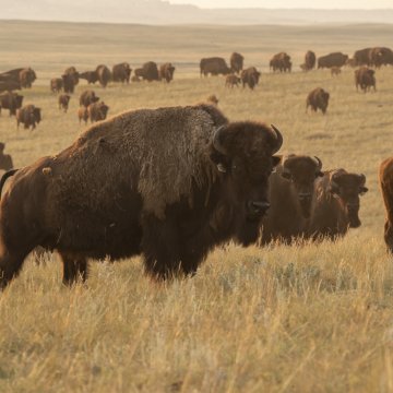 Kansas Research Shows Reintroducing Bison on Tallgrass Prairie Doubles Plant Diversity
