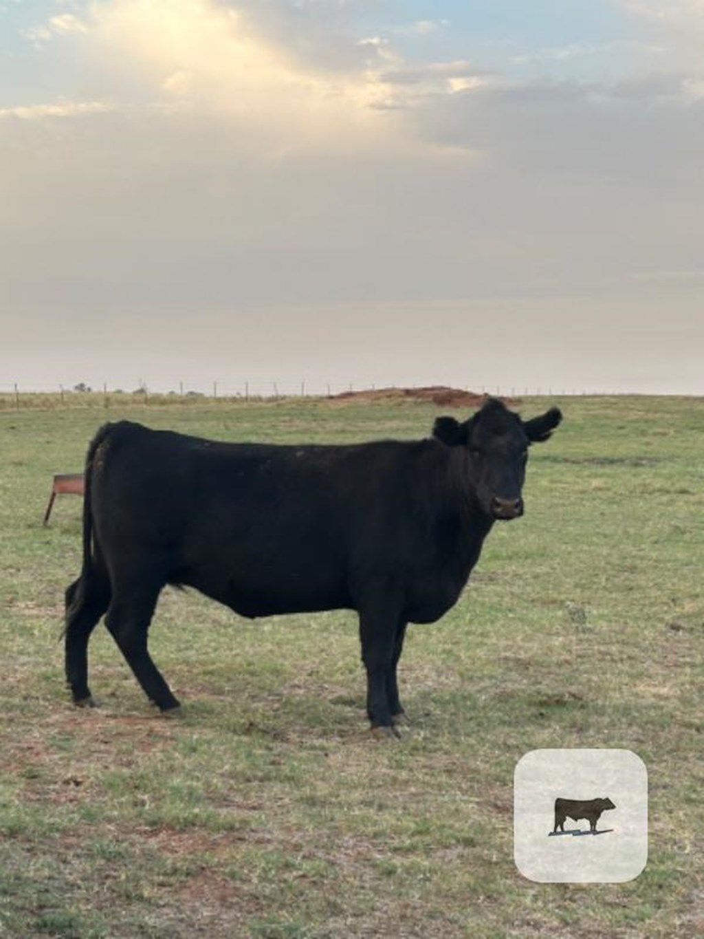 15 Angus Cows w/ 3+ Calves... W. Central OK Cattle Range