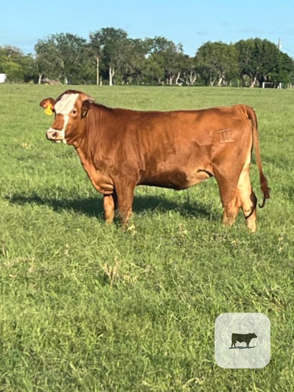 Cattle Range Listing Photo