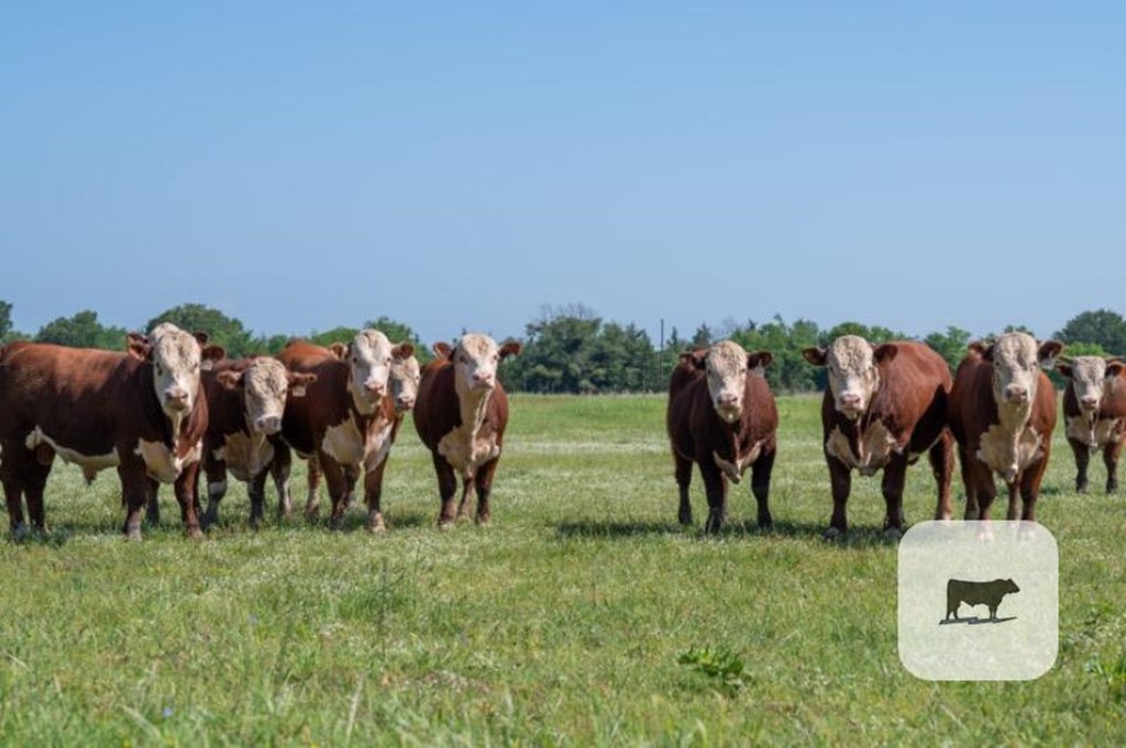 Cattle Range Listing Photo