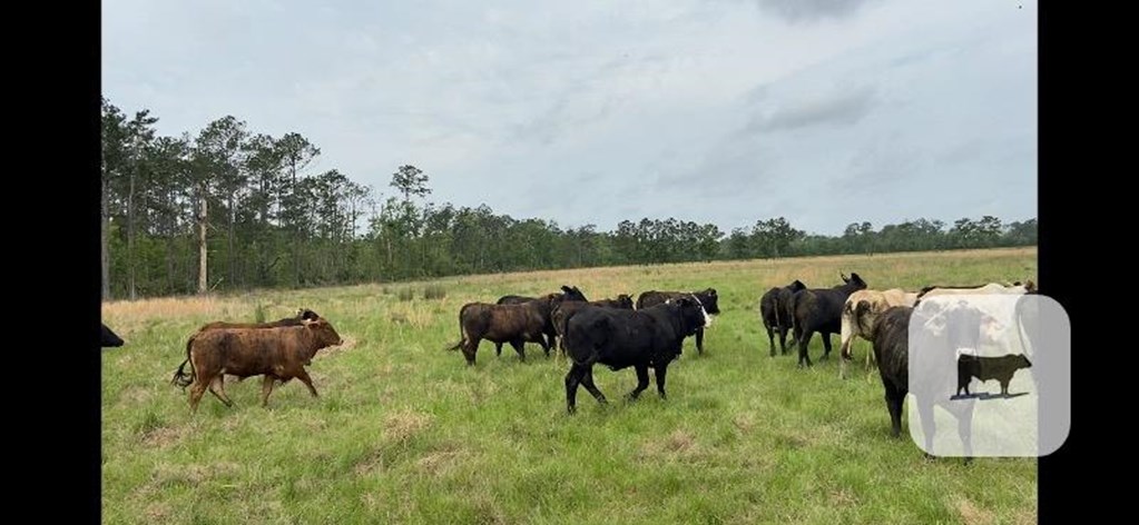 Cattle Range Listing Photo