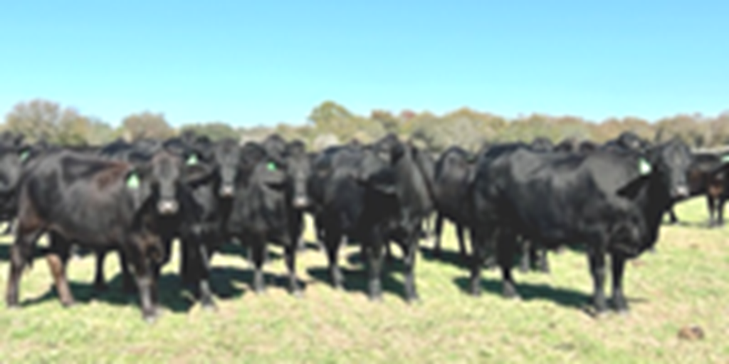 24 Brangus Bred Heifers... Central TX