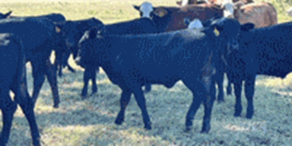 60 Braford & Brangus 1st-Calf Pairs... Southeast TX
