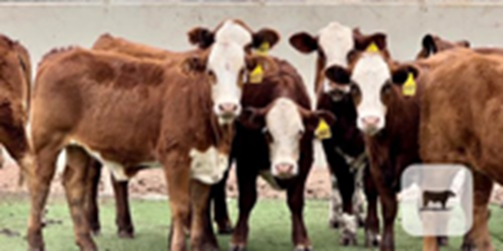 12 RWF Crossbred Rep. Heifers... Central TX