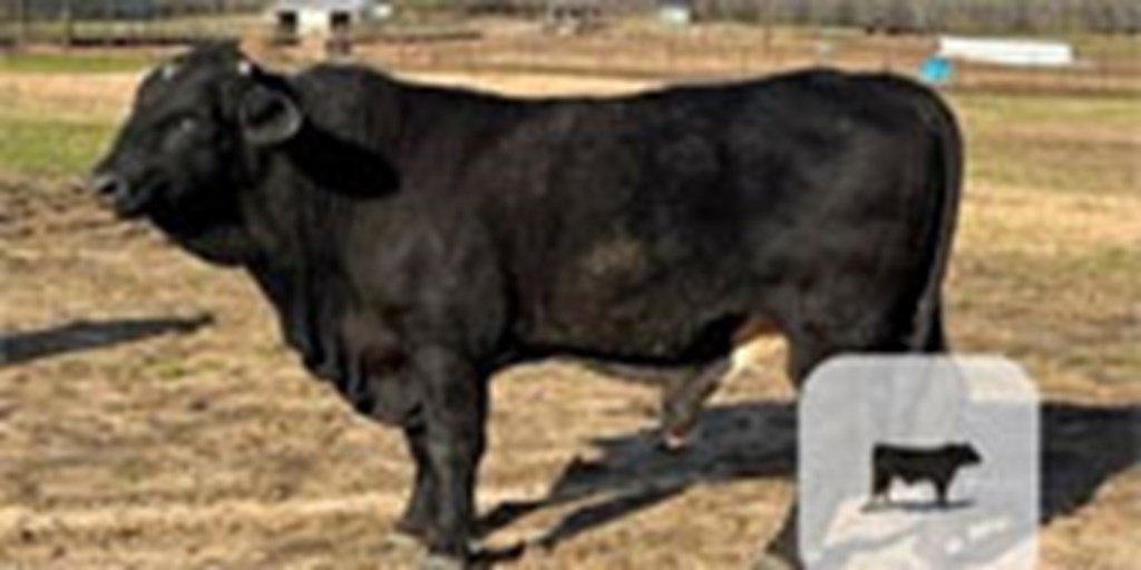 2 Reg. Beefmaster Bulls... Northwest MS