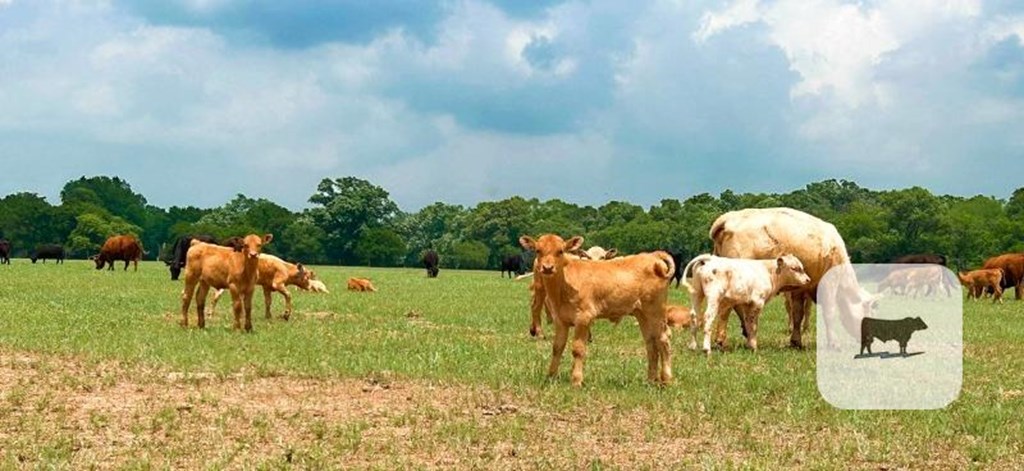 Cattle Range Listing Photo
