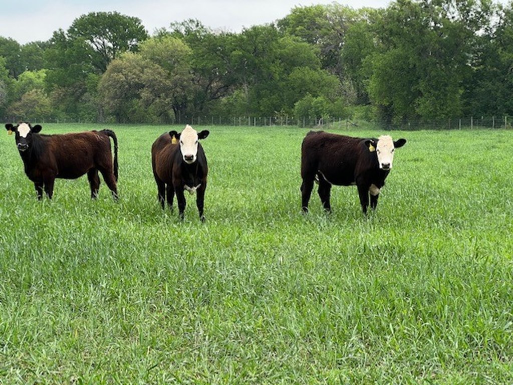 Cattle Range Listing Photo