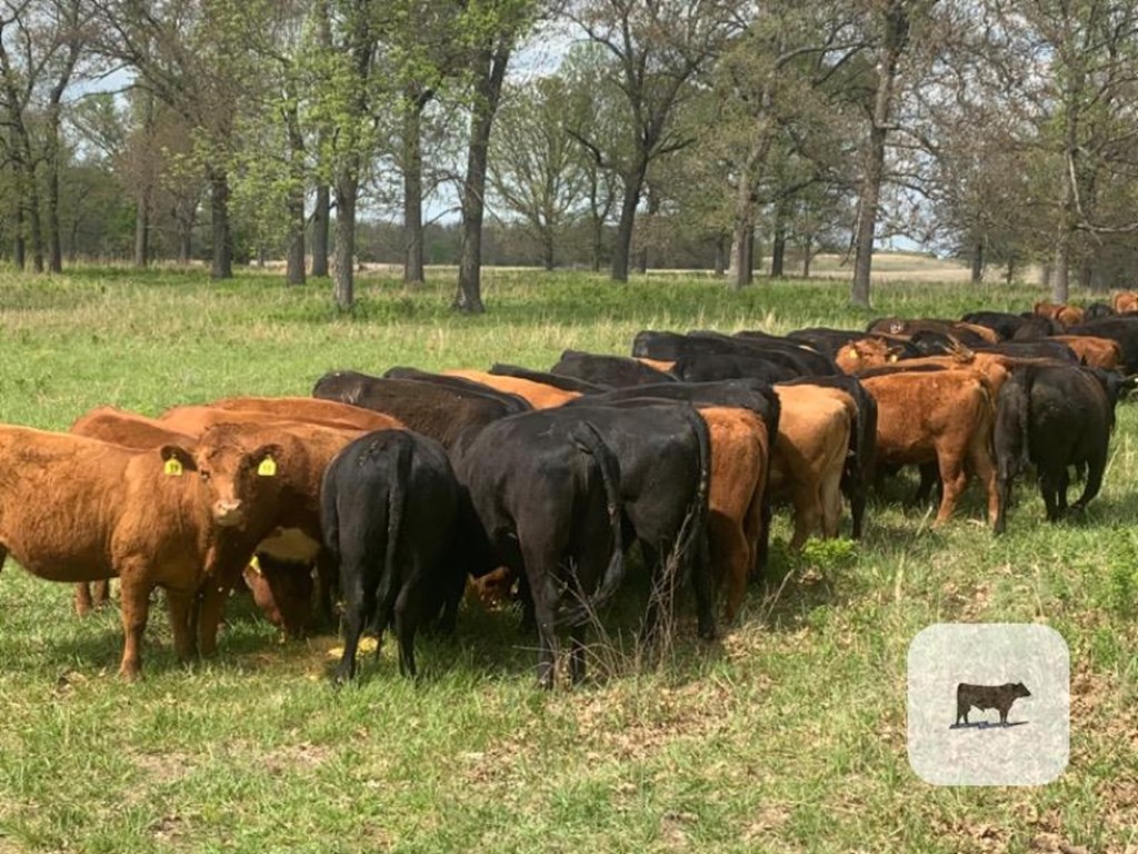 Cattle Range Listing Photo