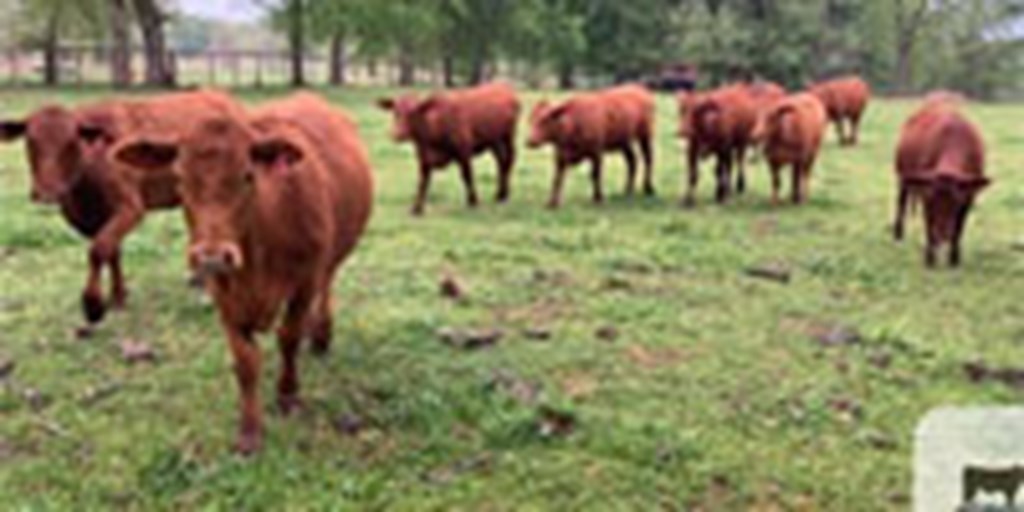 9 Red Brangus Bred Heifers... Northeast TX