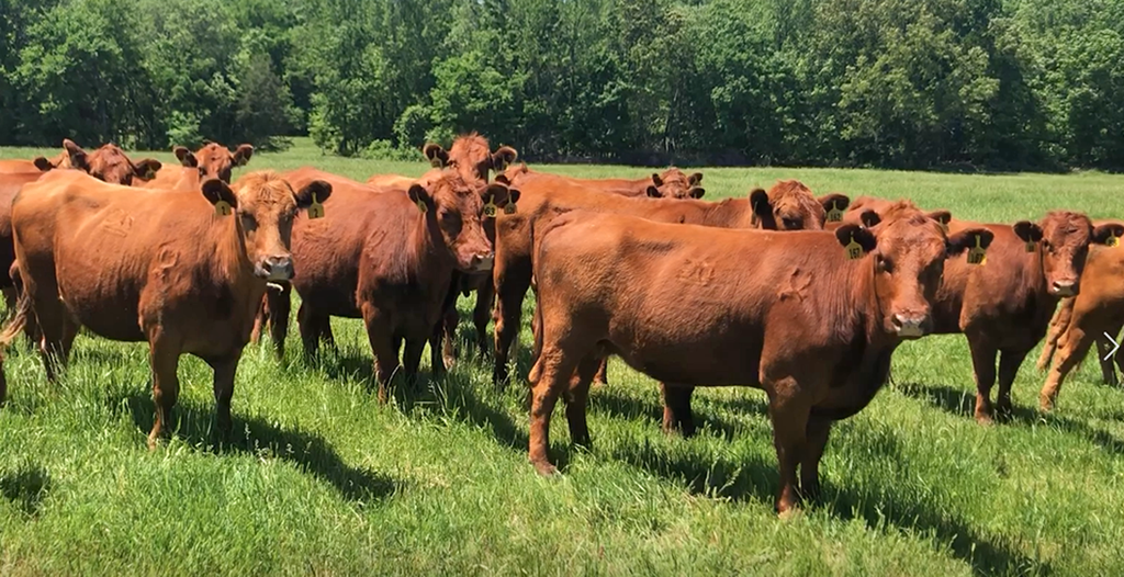 When will U.S. beef herd sell-off end?