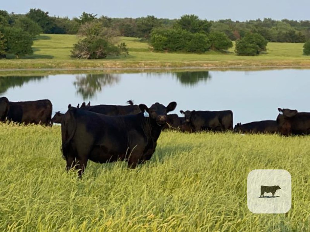 Cattle Range Listing Photo