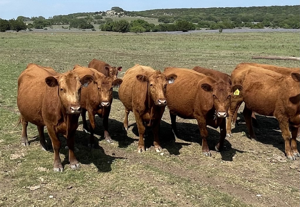 Cattle Range Listing Photo