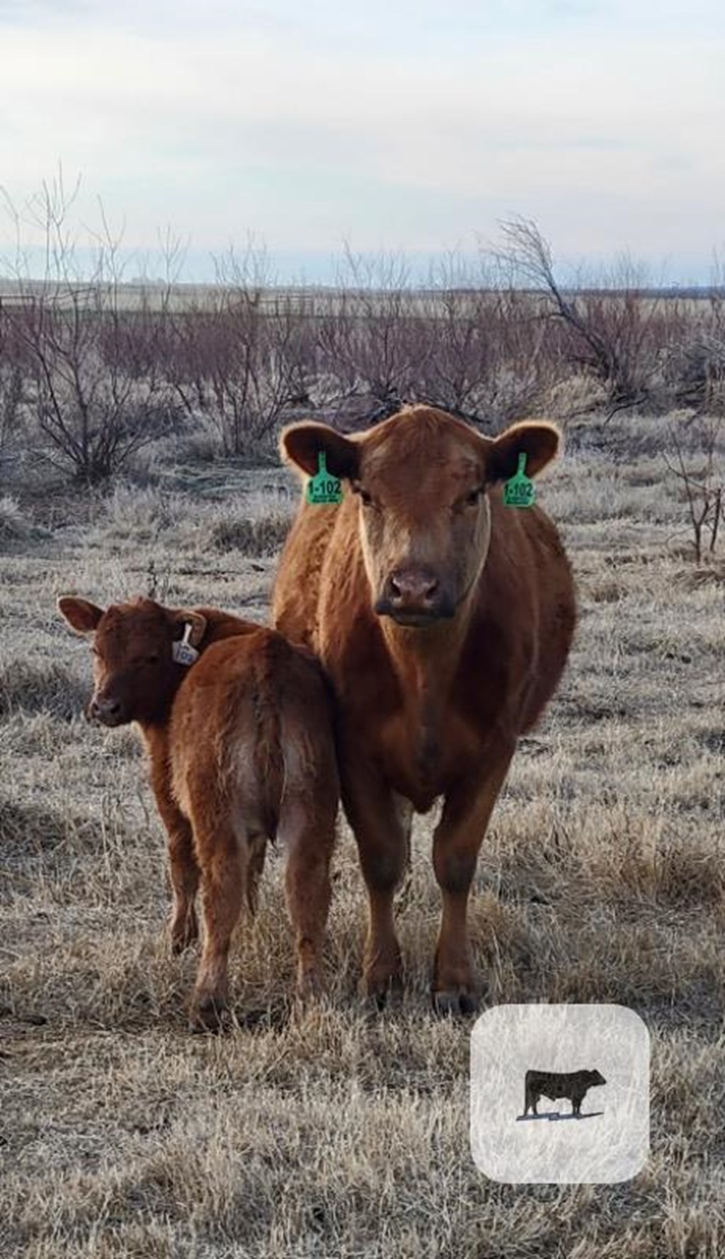 Cattle Range Listing Photo