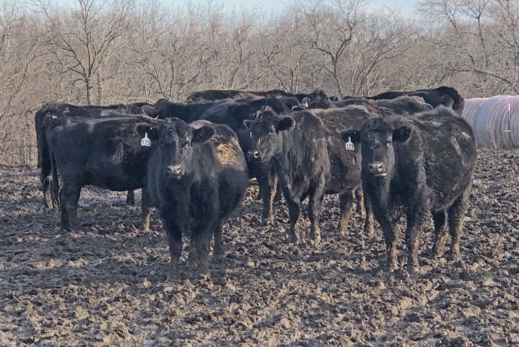 Cattle Range Listing Photo