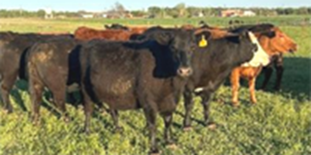 34 Angus & Red Angus Cows... W. Central OK