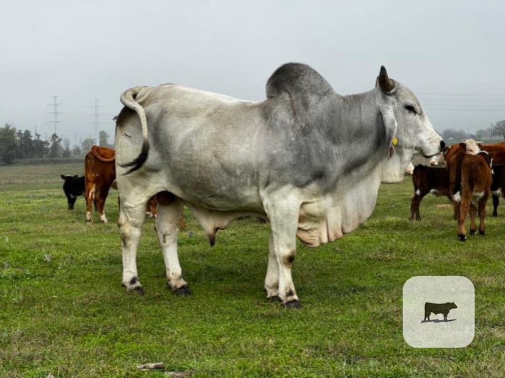Cattle Range Listing Photo