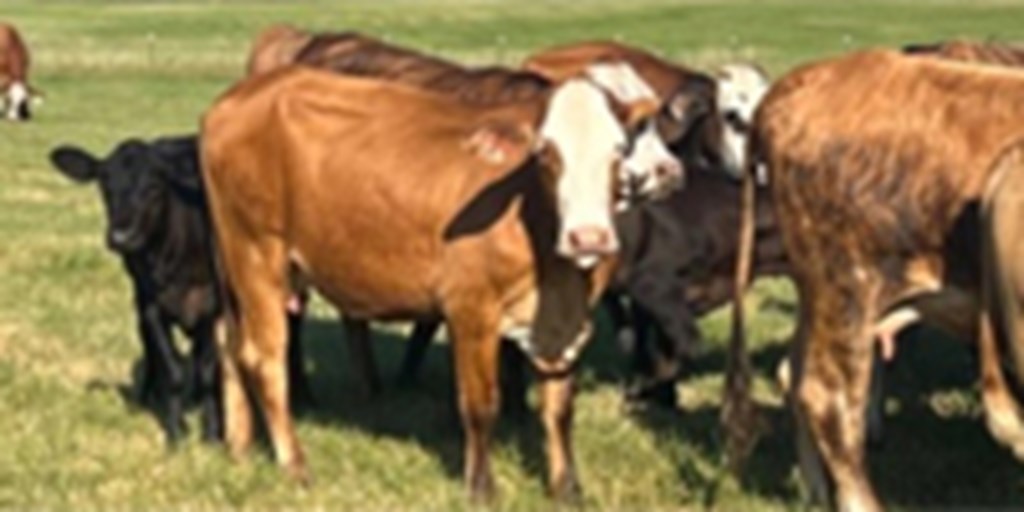 30 F1 Braford & F1 Brangus 1st & 2nd-Calf Cows w/ 20+ Calves... Northwest AR