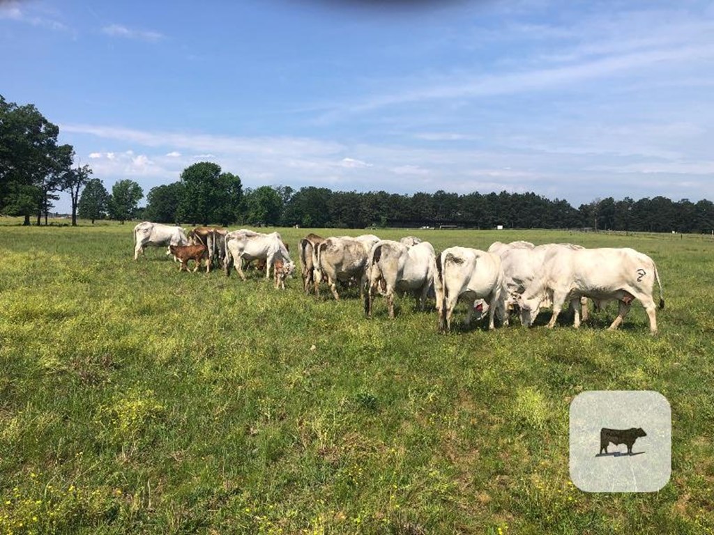 Cattle Range Listing Photo