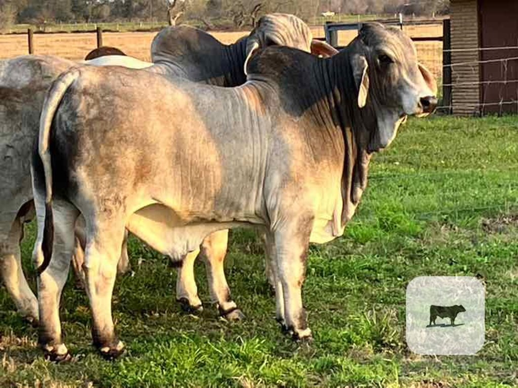 Cattle Range Listing Photo