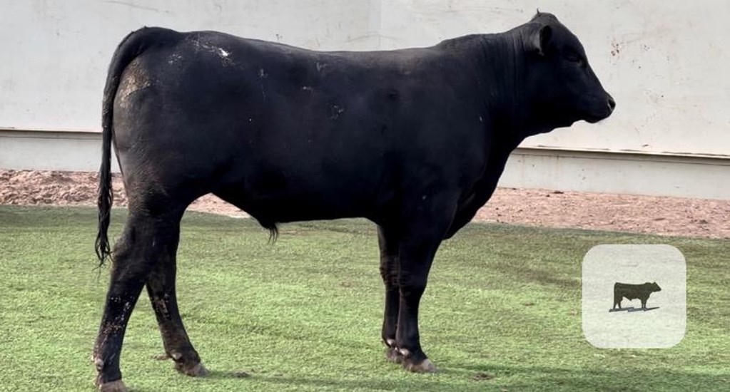 Cattle Range Listing Photo